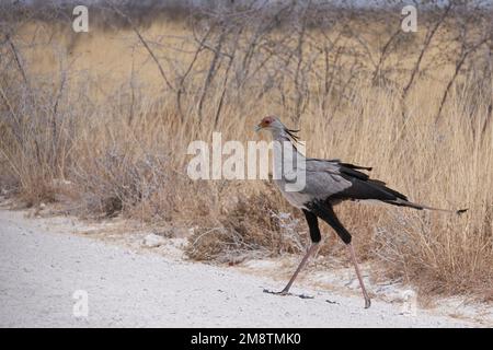 Secretarybird (Sagittarius serpentarius) auf einem Schotterweg im Etosha-Nationalpark, Namibia Stockfoto