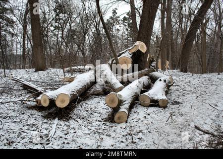Im Winter weiß schneetrockene Wälder, die vor dem Hintergrund von Baumstämmen abgesägt wurden Stockfoto