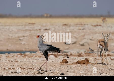 Secretarybird (Sagittarius serpentarius) auf dem Weg über trockenen Boden an einem Wasserloch im Etosha-Nationalpark, Namibia Stockfoto