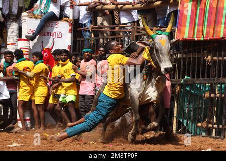 Madurai, Tamil Nadu, Indien. 15. Januar 2023. Während des jährlichen traditionellen Stierzähmfestivals „Jallikkattu“ im Dorf Avaniyapuram am am am Stadtrand von Madurai in Tamilnadu versucht ein Teilnehmer, einen Stier zu kontrollieren. Jallikattu ist ein traditioneller Tamil-Stierkampf-Sport, der während Pongal, einem Erntefest im indischen Bundesstaat Tamil Nadu, stattfindet. (Kreditbild: © Sri Loganathan/ZUMA Press Wire) NUR REDAKTIONELLE VERWENDUNG! Nicht für den kommerziellen GEBRAUCH! Stockfoto