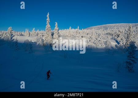 Skifahren im Pallas-Yllästunturi-Nationalpark, Muonio, Lappland, Finnland Stockfoto