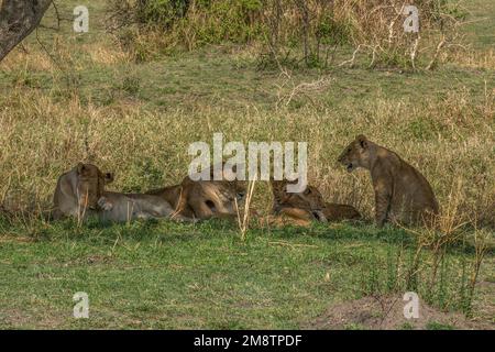 Löwen und Jungfrauen ruhen sich im Schatten an einem heißen Tag in der afrikanischen Savanne in Tansania aus. Stockfoto