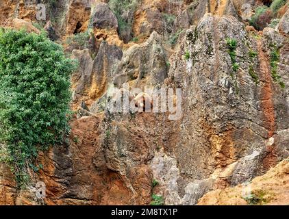 Ein Braunbär Ursus arctos in der felsigen Landschaft des Naturparks Cabarceno Penagos Cantabria Spanien Stockfoto