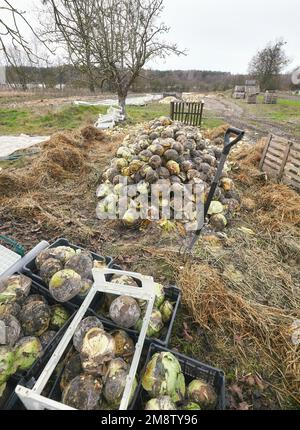 Foto von faulem organischem Kohlkompost, selektiver Fokus. Stockfoto