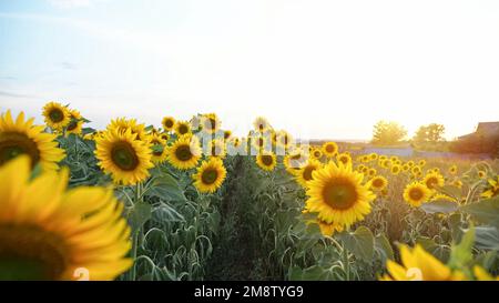 Bewegung über blühende Sonnenblumen auf der Suche nach Sonne im Hintergrund beleuchtet Stockfoto