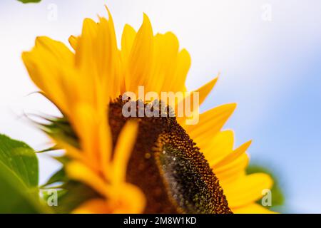 Biene auf einer Sonnenblume Stockfoto