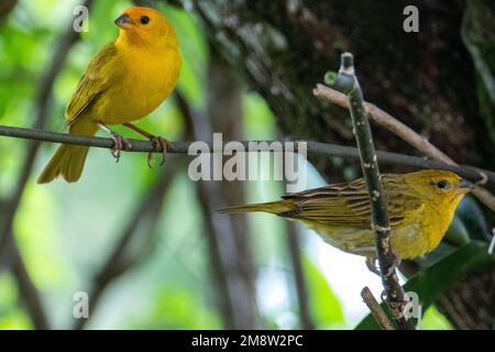 Atlantischer Kanarienvogel, ein kleiner brasilianischer Wildvogel.der gelbe kanarienvogel Crithagra flaviventris ist ein kleiner Singvogel aus der Familie der Finken. Stockfoto