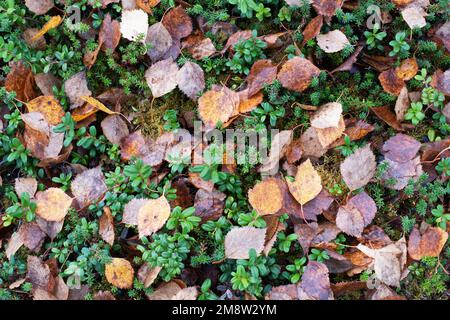Typische Mischung aus Herbstblättern und Flora in Finnland Stockfoto