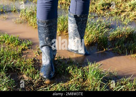 Blick auf eine Frau von den Knien nach unten, die in einer Pfütze auf einem Landweg steht, während sie gummistiefel trägt Stockfoto
