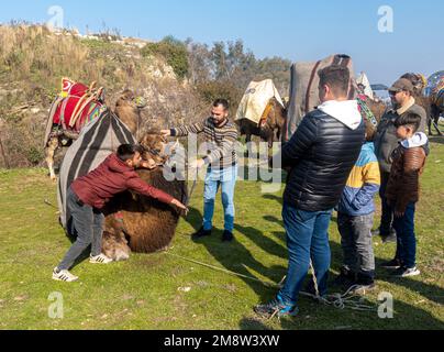 Kamelbetreuer, die ein Kamel für die Teilnahme an der jährlichen Kamelwrestling-Meisterschaft 2023 in Selcuk, Türkei, kleiden Stockfoto