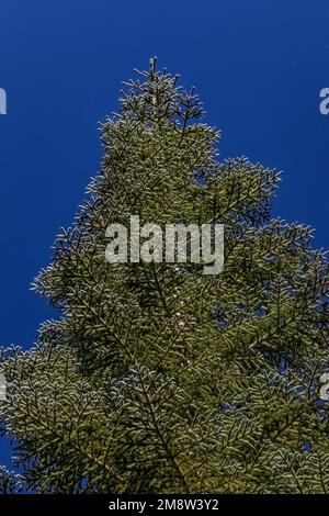 White Fir, Abies concolor, im Devils Postpile National Monument, Kalifornien, USA Stockfoto