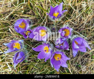 Passqueflower. Schöne blaue Blume der größeren Pasque Blume oder Pasqueflower auf der Wiese, in lateinisch pulsatilla grandis Stockfoto