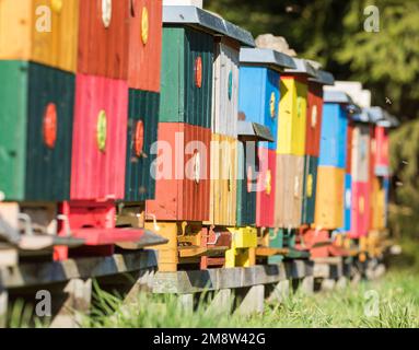 Eine Reihe bunter Holzbienenstöcke oder Bienenstöcke, Honigproduktion, Honigbiene in latin APIs Mellifera Stockfoto