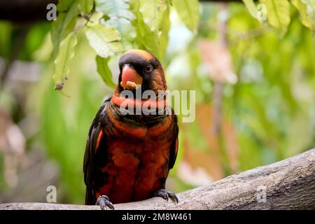 Die Dusky Lory hat zwei Farbphasen. Die orangefarbene und die gelbe Variante haben beide eine goldbraune Krone, einen orangefarbenen Kragen und einen weißen Rumpf. Stockfoto