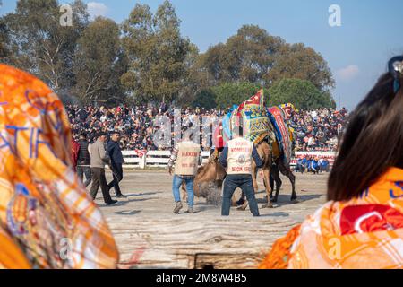 Weibliche Besucher in bunten Schals sehen Kamelen beim jährlichen Kamelwrestling-Wettbewerb 2023 in Selcuk, Türkei Stockfoto