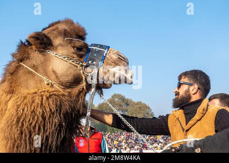 Tierpfleger mit einem Tulu-Kamel bei der jährlichen Kamelwrestling-Meisterschaft 2023 in Selcuk, Türkei Stockfoto