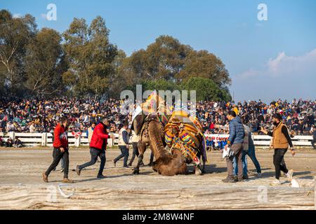 Kamele aus Tulu kämpfen bei der jährlichen Kamelwrestling Championship 2023 in Selcuk, Türkei Stockfoto