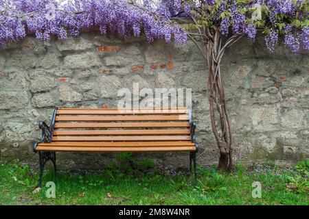 Holzbank unter den blühenden Wisteria-Ästen. Ruhige Frühlingsszene Stockfoto