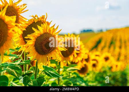 Große Sonnenblumenköpfe auf dem Feld. Reihen von Sonnenblumen Stockfoto