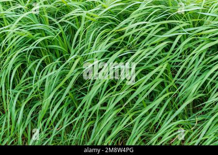 Welkender Wildgrashintergrund. Frischer grüner Grashintergrund Stockfoto