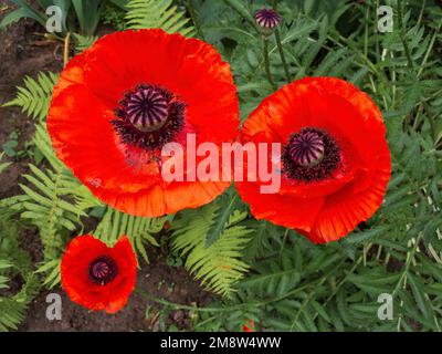 Rote Mohnblumen, Draufsicht Stockfoto