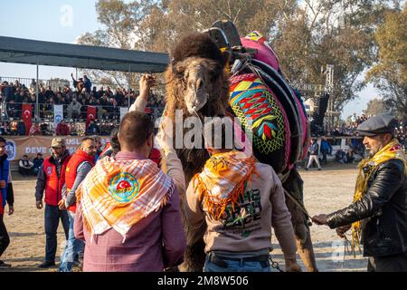 Kamelpfleger in traditionellen Halstuch-Schals managen ein männliches Kamel bei der jährlichen Kamelwrestling Championship 2023 in Selcuk, Türkei Stockfoto