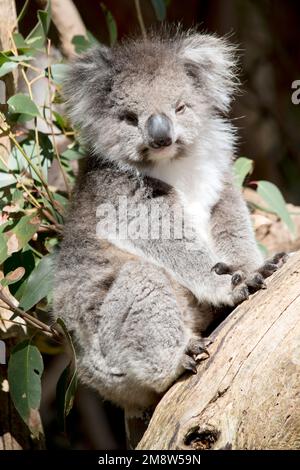 Die Koalas sind in der Regel grau-braun mit weißem Fell auf der Brust, den inneren Armen, Ohren und dem Boden. Sie haben einen großen runden Kopf, große pelzige Ohren und sind groß Stockfoto