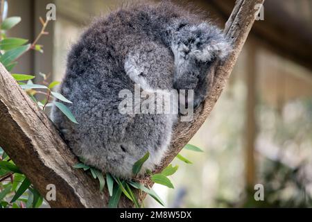 Dies ist ein Seitenblick auf einen schlafenden Koala in einer Gabel im Baum Stockfoto