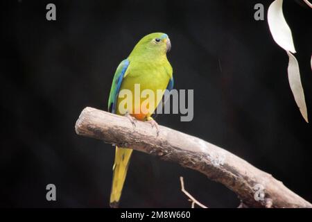 Der orangefarbene Papagei hat einen hellgrünen Körper mit orangefarbenem Unterteil und einer blauen Linie über dem Kopf Stockfoto