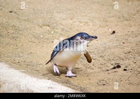 Der Feenpinguin läuft auf dem Sand Stockfoto