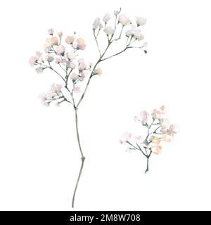 Eine Hand eines Gipsophila-Astes in Aquarell, isoliert auf weißem Hintergrund. Vintage Little White Flowers Bouquet zum Valentinstag, Hochzeit, Verkauf Stockfoto