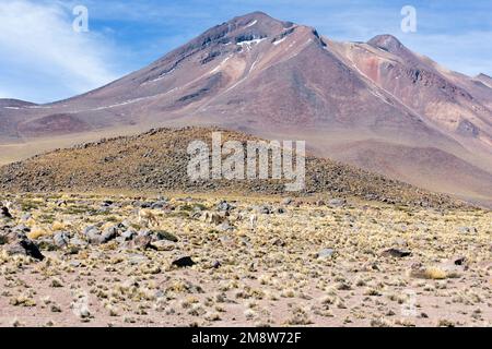 Blick auf die Landschaft im Miscanti-Nationalpark, Chile Stockfoto