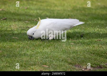 Das ist eine Seitenansicht eines schwefelhaltigen Kakadus, der im Gras Essen isst Stockfoto