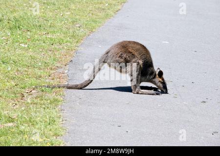 Das Sumpfkännchen ist ein mittelgroßes Känguru mit einem grauen und braunen Körper und einem langen Schwanz Stockfoto