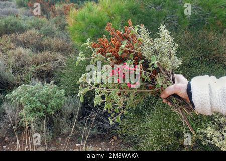 Handgehaltenes Blumenstrauß aus wilden Gebirgsblütenpflanzen und Kräutern. Stockfoto