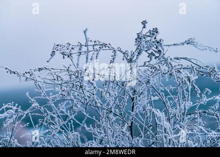 Makro Winter Brunch trockene Pflanzen Frost gefrorener Schnee im Freien Natur schöne Fichtenknospen Banner Landschaft blau kalt Eis Heiserfrost Baum Weihnachtssack Stockfoto