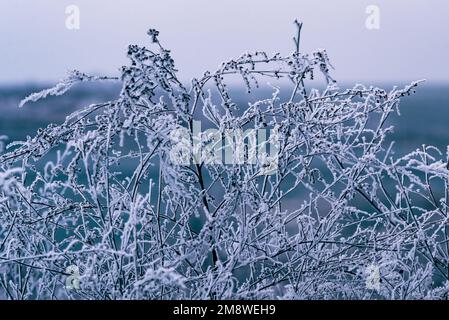 Makro Winter Brunch trockene Pflanzen Frost gefrorener Schnee im Freien Natur schöne Fichtenknospen Banner Landschaft blau kalt Eis Heiserfrost Baum Weihnachtssack Stockfoto