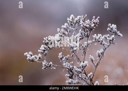 Makro Winter Brunch trockene Pflanzen Frost gefrorener Schnee im Freien Natur schöne Fichtenknospen Banner Landschaft blau kalt Eis Heiserfrost Baum Weihnachtssack Stockfoto