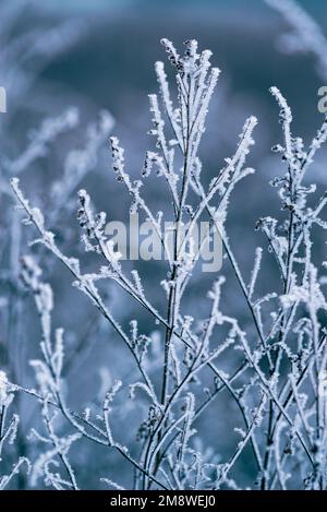 Makro Winter Brunch trockene Pflanzen Frost gefrorener Schnee im Freien Natur schöne Fichtenknospen Banner Landschaft blau kalt Eis Heiserfrost Baum Weihnachtssack Stockfoto