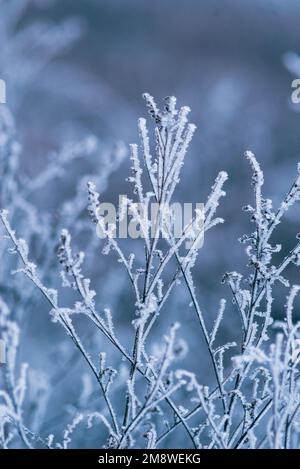 Makro Winter Brunch trockene Pflanzen Frost gefrorener Schnee im Freien Natur schöne Fichtenknospen Banner Landschaft blau kalt Eis Heiserfrost Baum Weihnachtssack Stockfoto