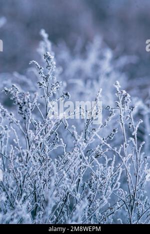 Makro Winter Brunch trockene Pflanzen Frost gefrorener Schnee im Freien Natur schöne Fichtenknospen Banner Landschaft blau kalt Eis Heiserfrost Baum Weihnachtssack Stockfoto