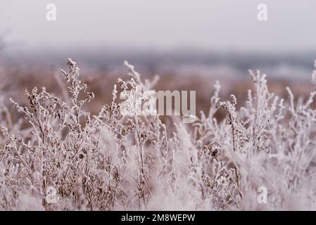 Makro Winter Brunch trockene Pflanzen Frost gefrorener Schnee im Freien Natur schöne Fichtenknospen Banner Landschaft blau kalt Eis Heiserfrost Baum Weihnachtssack Stockfoto