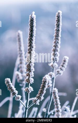 Makro Winter Brunch trockene Pflanzen Frost gefrorener Schnee im Freien Natur schöne Fichtenknospen Banner Landschaft blau kalt Eis Heiserfrost Baum Weihnachtssack Stockfoto