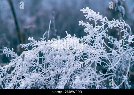 Makro Winter Brunch trockene Pflanzen Frost gefrorener Schnee im Freien Natur schöne Fichtenknospen Banner Landschaft blau kalt Eis Heiserfrost Baum Weihnachtssack Stockfoto