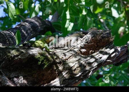 Das Paar von reen Iguana Eidechsen, tropische Kreatur, kletternde Palmen auf der karibischen Insel Martinique Stockfoto