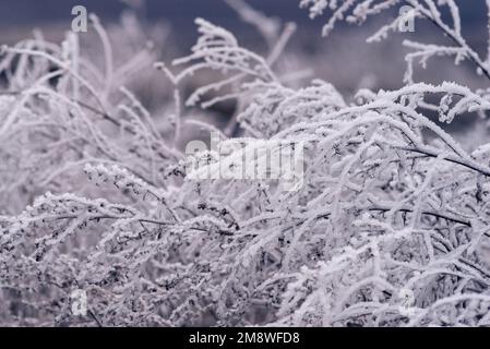 Makro Winter Brunch trockene Pflanzen Frost gefrorener Schnee im Freien Natur schöne Fichtenknospen Banner Landschaft blau kalt Eis Heiserfrost Baum Weihnachtssack Stockfoto