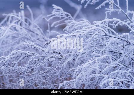 Makro Winter Brunch trockene Pflanzen Frost gefrorener Schnee im Freien Natur schöne Fichtenknospen Banner Landschaft blau kalt Eis Heiserfrost Baum Weihnachtssack Stockfoto