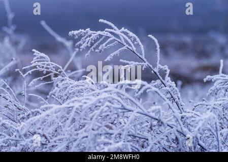 Makro Winter Brunch trockene Pflanzen Frost gefrorener Schnee im Freien Natur schöne Fichtenknospen Banner Landschaft blau kalt Eis Heiserfrost Baum Weihnachtssack Stockfoto