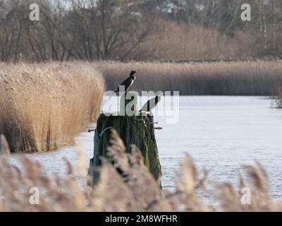 Zwei Kormorane sitzen auf einem dicken Holzpfosten in einer Bucht vor Schilf Stockfoto