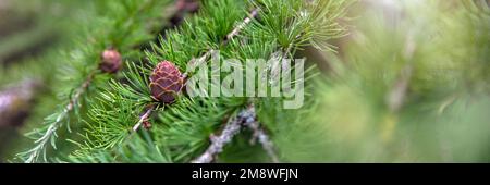 Japanische Lärche. Frische grüne Blätter japanischer Lärche, Larix kaempferi im Sommer. Lärchkonen auf einem Ast. Stockfoto